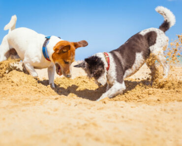 Fun at the Beach—With Your Dog!