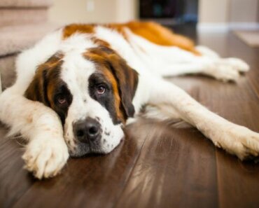 Hypothyroidism in Dogs: Symptoms, Causes and Treatment