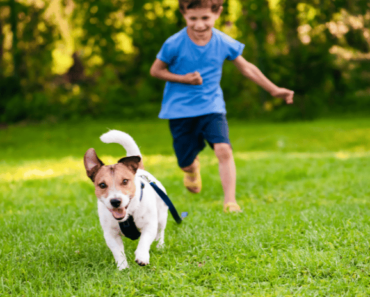 Invest in Your Pet and Yourself with Pet-Friendly Lawn Care