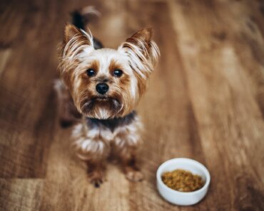 Organ Meat for Dogs: Safety and Preparation Tips