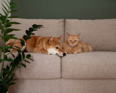 Pet-Friendly Home Décor That’s Both Functional and Fabulous