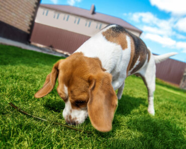 The Importance of Environmental Enrichment for Cats and Dogs