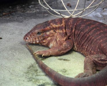 The Red Tegu Lizard: A Fascinating Companion for Reptile Enthusiasts