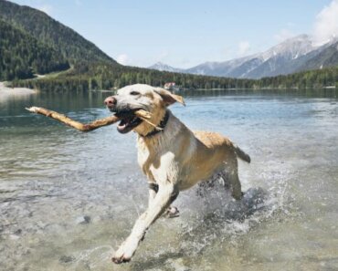 Top 5 Water Dog Breeds