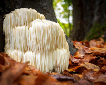 Lion’s Mane mushroom offers healing properties to both people and dogs