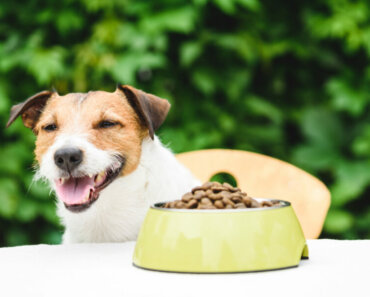 Make Kibble More Appetizing with Homemade Dog Food Toppers!
