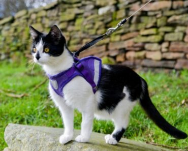 Outdoor Safety for Cats