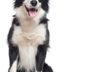 The Border Collie — Mastermind of the Dog World