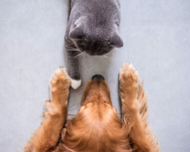 Understanding and Supporting Your Dog or Cat’s Nervous System