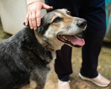 Can Geriatric Dogs Benefit from Chiropractic Care?