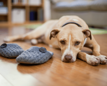 How To Reduce Back-to-School Separation Anxiety in Your Pets