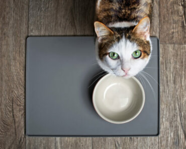 Is Your Cat Addicted to Kibble?