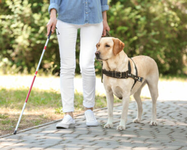 New Study Measures Stress in Guide Dogs