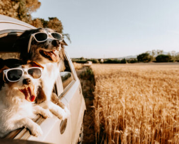 Summer Road Trips with Your Dog—What You Need to Know