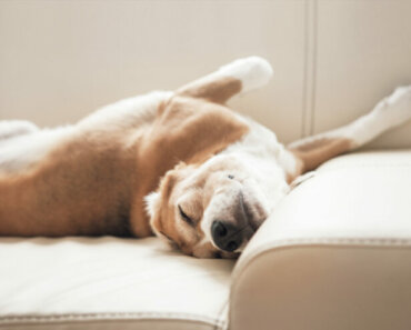Training Tips for Keeping Your Dog off the Couch