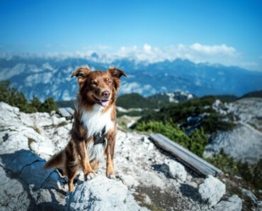 Why Choose Sustainable Fish Oil Supplements for Your Dog?