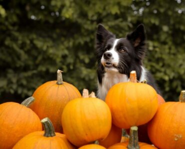 6 Reasons to Give Your Dog Pumpkin Today!