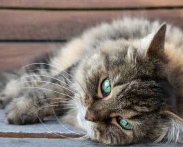 6 Ways to Improve Life for Your Senior Cat