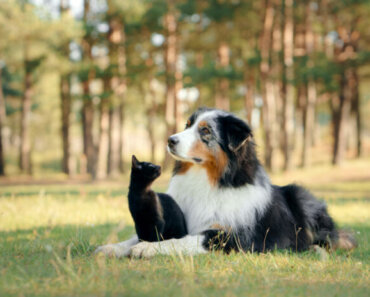 7 Natural Treatments to Help Kidney Disease in Cats and Dogs