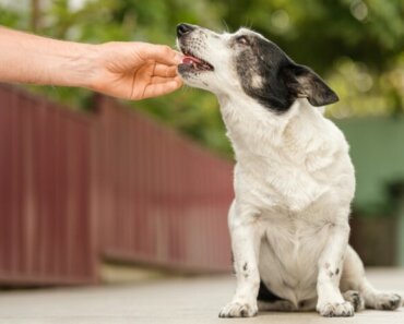 Arthritis Supplements for Dogs