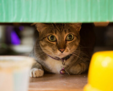 Caring for a Shy or Unsocialized Cat