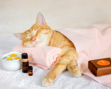 The Healing Power of Aromatherapy for Dogs and Cats
