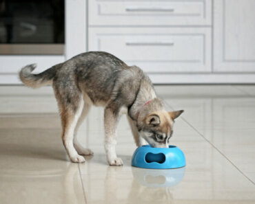 The Healthy Way to Feed a High-Protein Diet for Dogs