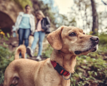 3 Reasons Why Being in Nature Is Good for Your Dog