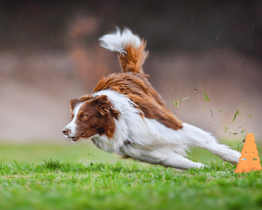 How to Keep Your Working Dog Happy and Healthy