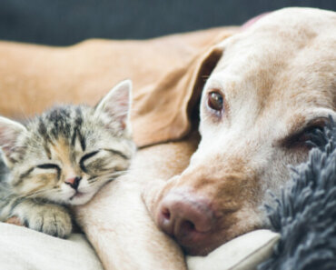 How to Support Your Dog or Cat’s Gut Health