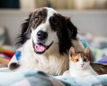 Supplements to Support Your Dog or Cat’s Heart