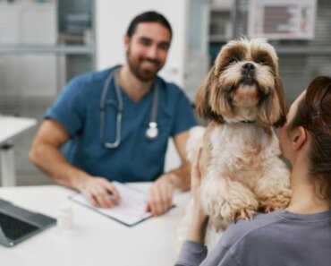 Taking Your Dog or Cat to an Integrative Vet – How to Get the Most Out of Your Appointment