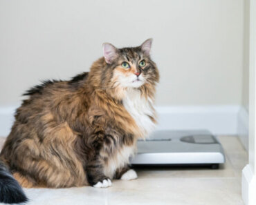 The Best Diet for Preventing Obesity in Cats