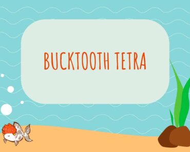 The Bucktooth Tetra: A Fascinating Aquatic Species