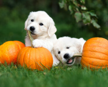 The Secret to Why Dogs Love Pumpkin!
