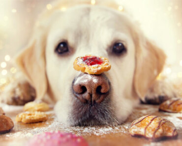 Festive Recipes for Dogs