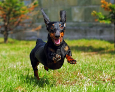Hip & Joint Health for Active Dogs