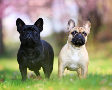 How Acupressure Helps Brachycephalic Dogs Breathe Easier