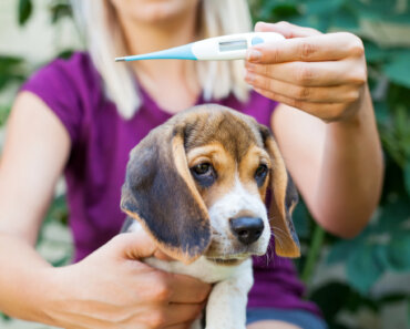 How to Take a Dog’s Temperature: Do’s & Dont’s