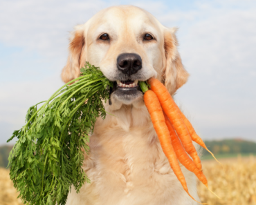Produce Power: Boost Your Dog’s Well-Being with Fruit and Vegetables