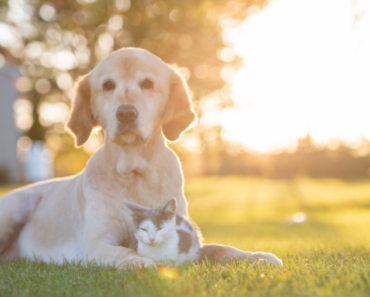 The Art of Caring for Senior Pets