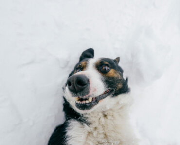 Why Winter Hydration Is Important for Dogs