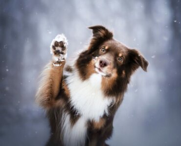 Winter Skin Care for Dogs