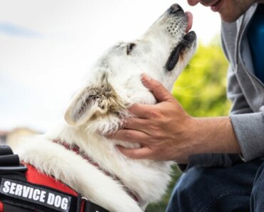 6 Ways Service Dogs Help People with Fibromyalgia