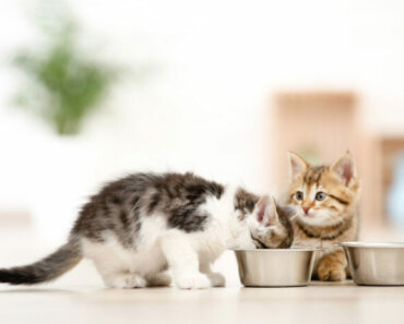 Benefits of a High-Protein Diet for Cats