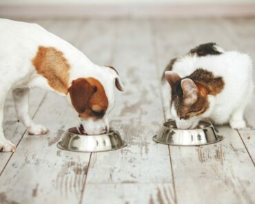 Benefits of Insect Protein for Dogs and Cats