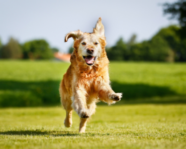Collagen Peptides: A Boost for Aging Pets