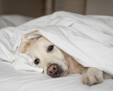 Dog Flu Symptoms and Treatment
