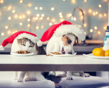 Healthy Holiday Recipes You Can Share with Your Dog or Cat