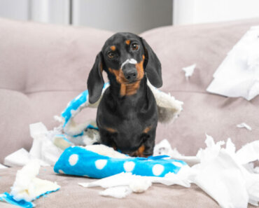 How to Teach Your Dog Not to Chew Things She Shouldn’t